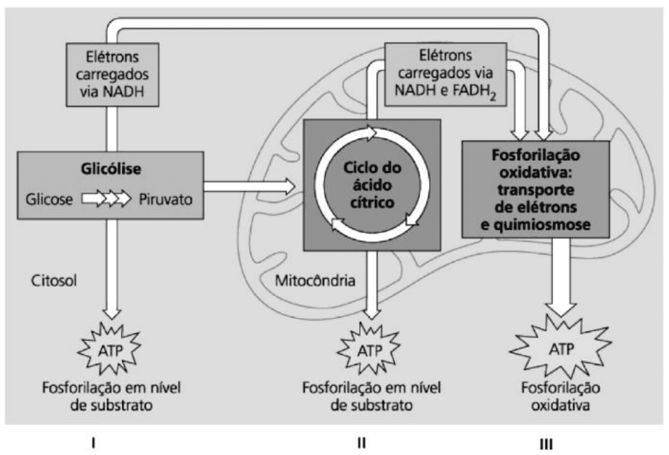 Esquema das etapas I, II e III da respiração celular: glicólise, ciclo do ácido cítrico e fosforilação oxidativa; ATP, elétrons, setas e compartimentos.