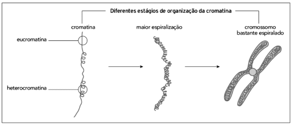 Diferentes estágios de organização da cromatina; eucromatina, heterocromatina, espiralização e cromossomo. Recurso cromatina.