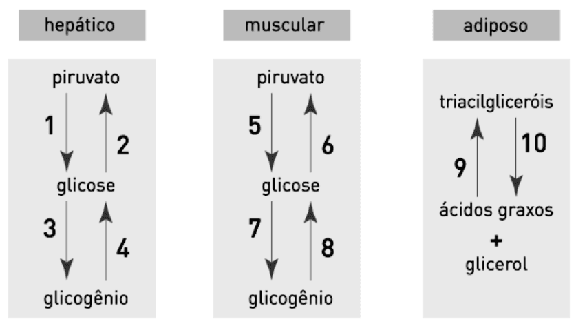Três colunas de etapas metabólicas nos tecidos hepático, muscular e adiposo; setas e números1–10 entre compostos.