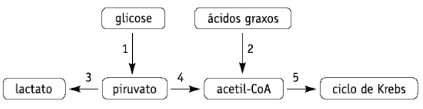 Esquema com glicose, ácidos graxos, lactato, piruvato, acetil-CoA e ciclo de Krebs; setas numeradas1–5.