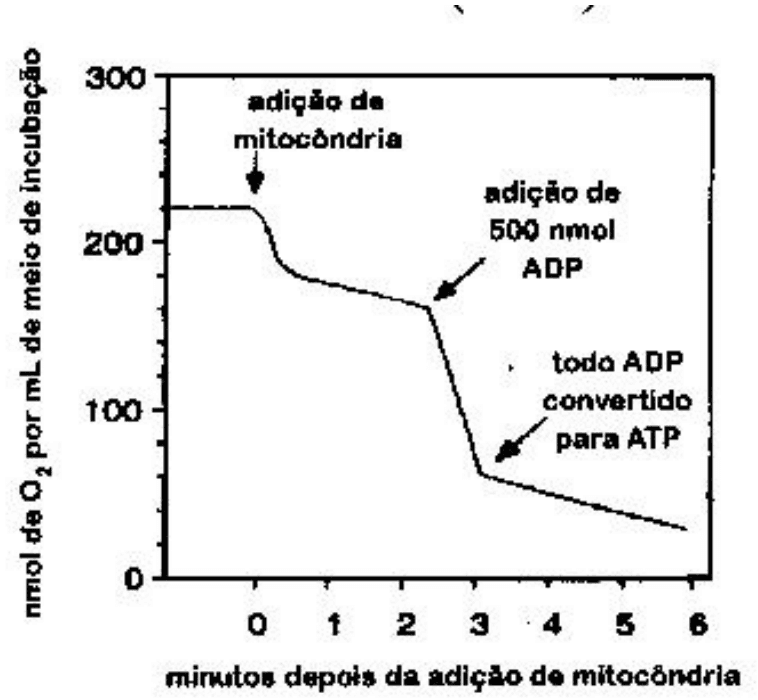 Gráfico de nmol de O2 por mL de meio de incubação versus minutos depois da adição de mitocôndria; anotações adição de mitocôndria, adição de500nmol ADP e todo ADP convertido para ATP.