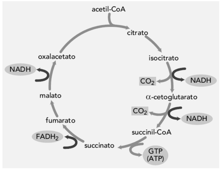 Ciclo de Krebs com entrada acetil-CoA, intermediários, setas e saídas CO2, NADH, FADH2 e GTP(ATP).
