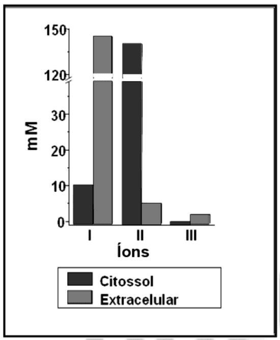 Concentrações dos íons I, II, III no citossol e meio extracelular, em mM.