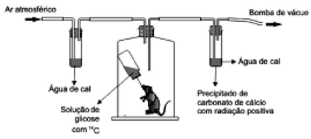 Esquema com rato, solução de glicose com14C, água de cal, ar atmosférico, bomba de vácuo e precipitado de carbonato de cálcio com radiação positiva.
