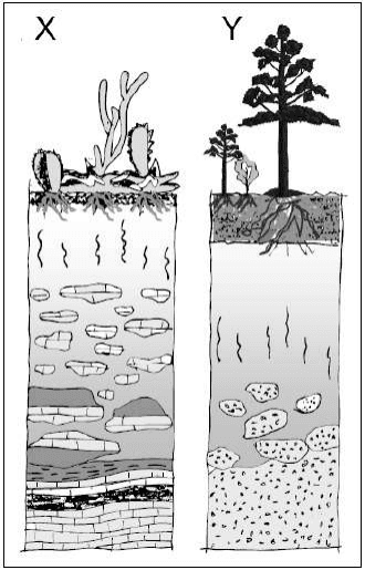 Dois perfis de solos X e Y, com vegetação, horizontes e substrato.
