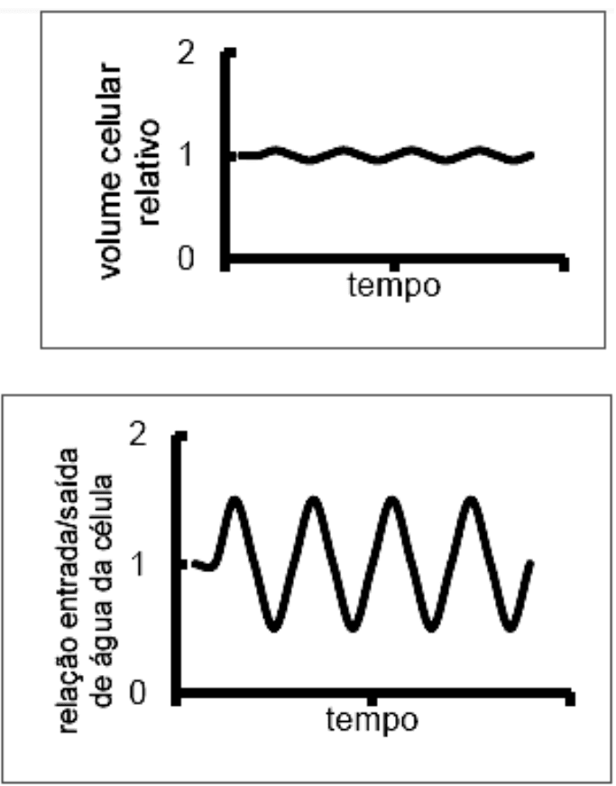 Par de gráficos: volume celular relativo e relação entrada/saída de água no tempo, grupo indicado por letra editável. Recurso graficos-b.
