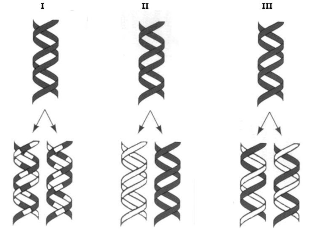 Modelos I, II e III de replicação de DNA, fitas originais escuras e novas claras. Recurso modelos.