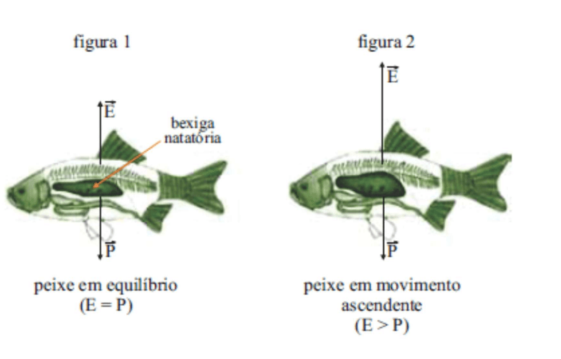 Peixe em equilíbrio e em movimento ascendente após ampliar a bexiga natatória.