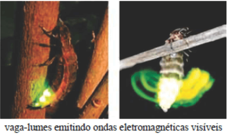 Vaga-lumes emitindo luz visível.