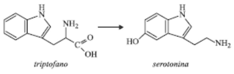 Conversão de triptofano em serotonina.