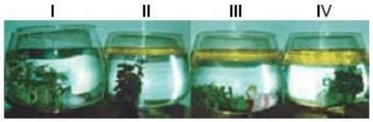 Quatro aquários identificados de I a IV.