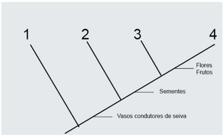 Cladograma com grupos 1 a 4 e caracteres vasos condutores de seiva, sementes, flores e frutos.