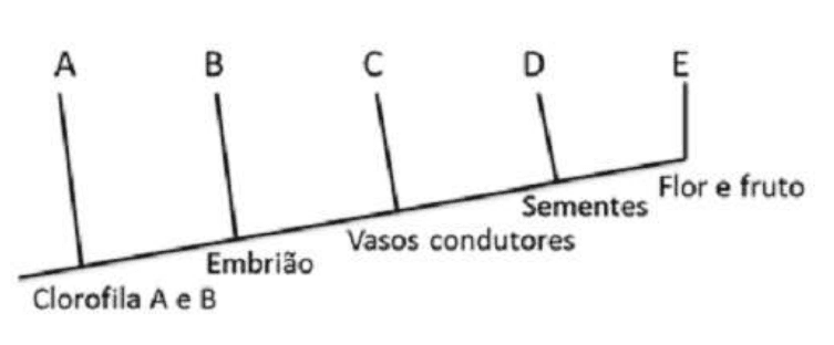 Cladograma com grupos A a E e caracteres clorofila A e B, embrião, vasos condutores, sementes, flor e fruto.