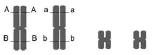 Alternativa a: cromossomos duplicados com os locos A e B no mesmo par, alelos AB e ab, e outro par menor.