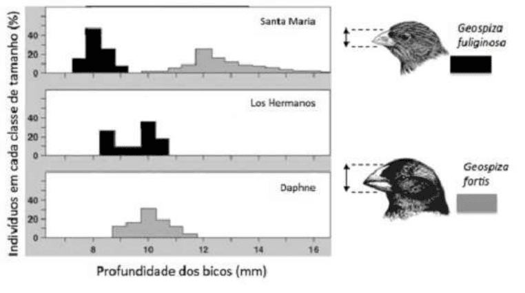 Frequências de profundidade dos bicos de Geospiza fuliginosa e Geospiza fortis nas ilhas Santa Maria, Los Hermanos e Daphne; eixos, escalas e identificação de espécies.