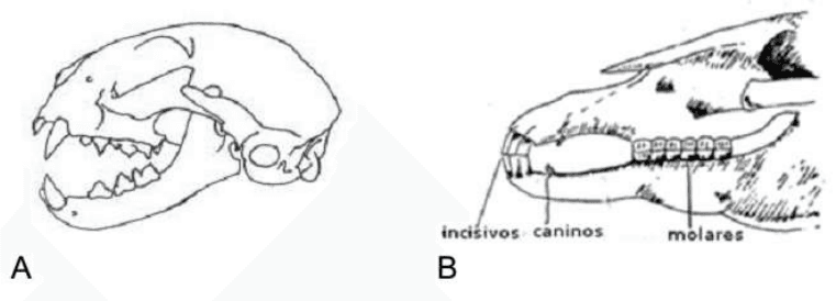 Crânios A e B, com identificação de incisivos, caninos e molares no crânio B.