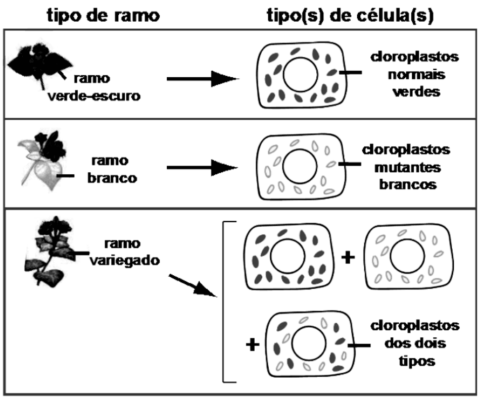 Três tipos de ramos da Mirabilis jalapa e células com cloroplastos normais, mutantes ou ambos.