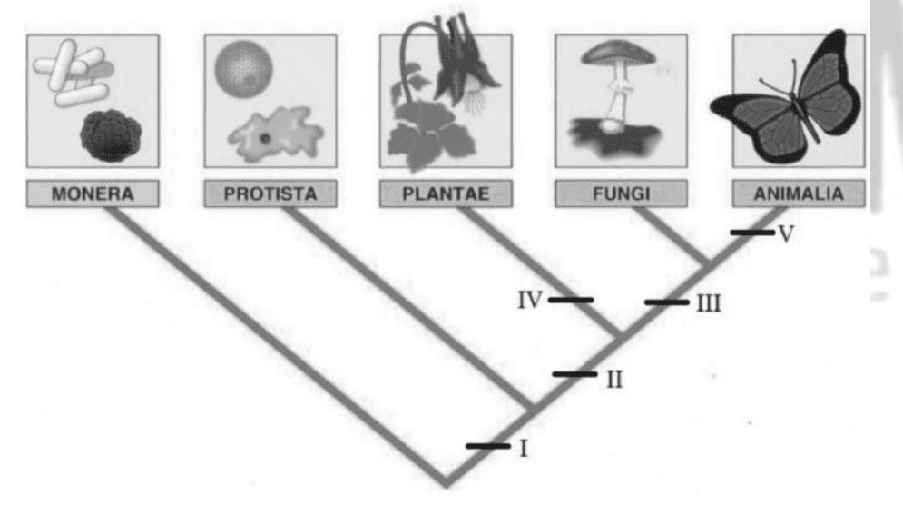 Cladograma de cinco reinos com marcas I a V. Recurso cladograma.