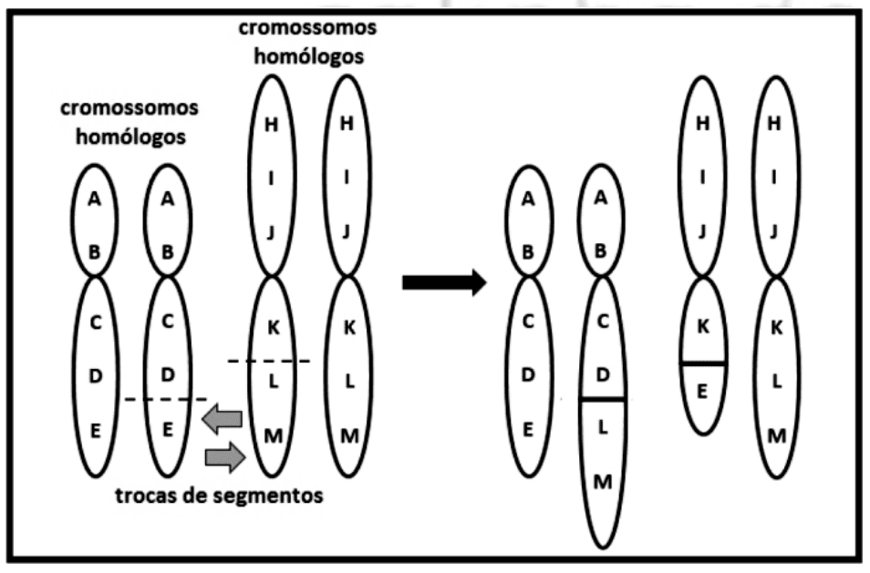 Esquema com dois pares de cromossomos homólogos, segmentos A–E e H–M, setas de trocas de segmentos e resultado à direita.