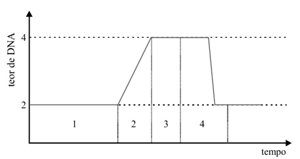 Gráfico do teor de DNA em função do tempo, valores2 e4 e intervalos1–4 delimitados.